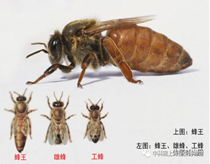 10月25日13点至15点30科普课程:蜜蜂王国——蜜蜂