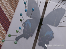 10月26日10点00至11点00体验活动:蝴蝶标本展翅制作